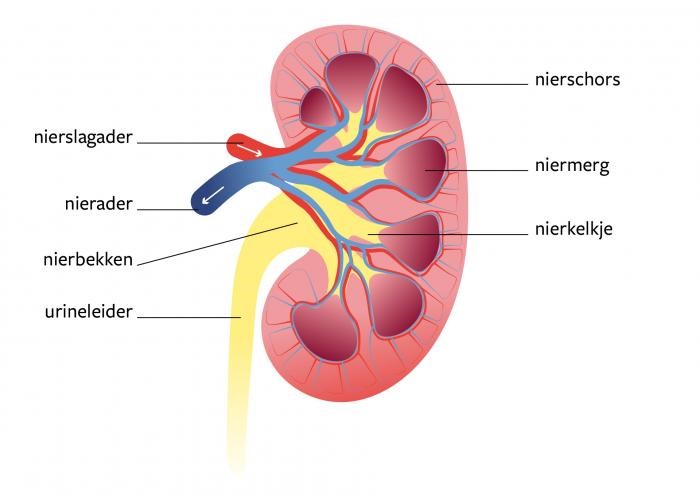 Afbeelding van een nier